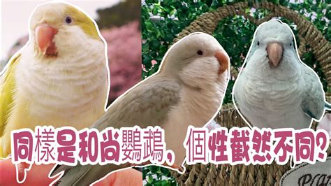 適合養在家裡的鳥|新手養鳥指南 挑選及準備要點 – 寵物百科